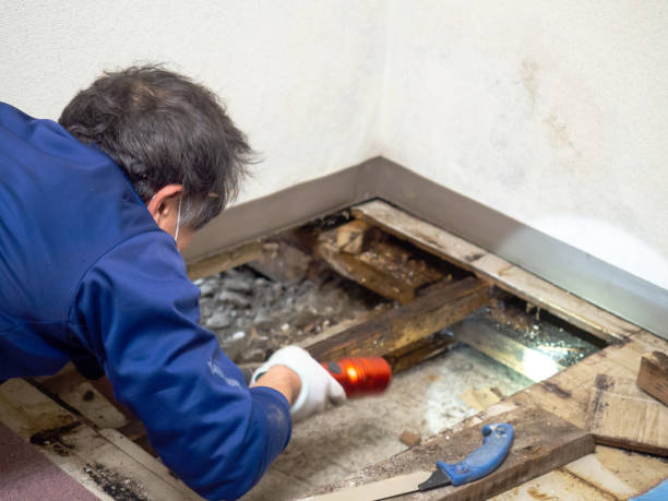 Best Office Mold Removal Services  in March Ar, CA