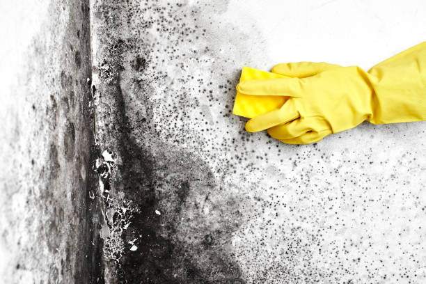 Mold Removal Process in March Ar, CA