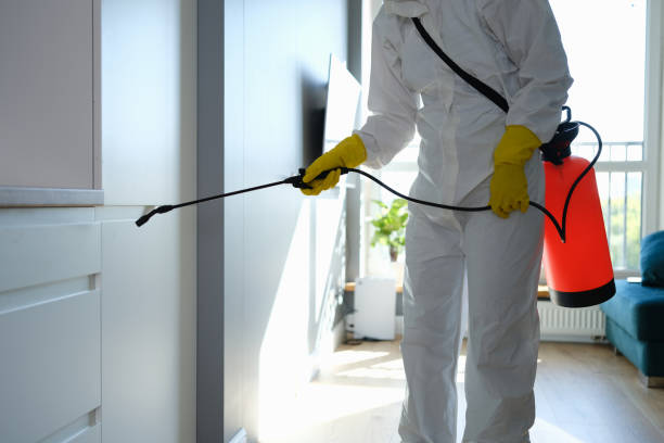Best Black Mold Removal  in March Ar, CA