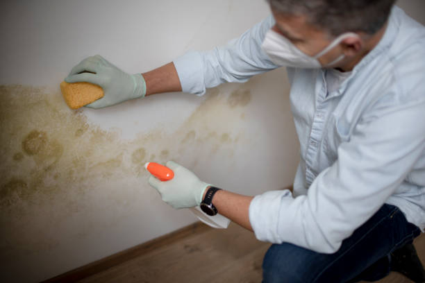 Trusted March Ar, CA Mold Removal Experts