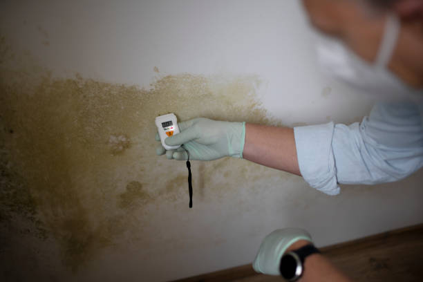 Best Mold Damage Repair  in March Ar, CA