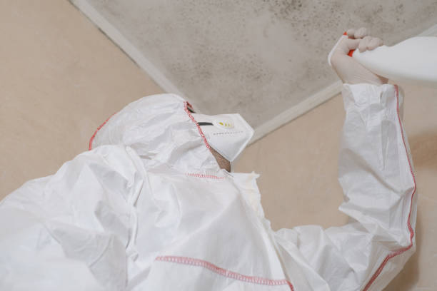 Best Black Mold Removal  in March Ar, CA