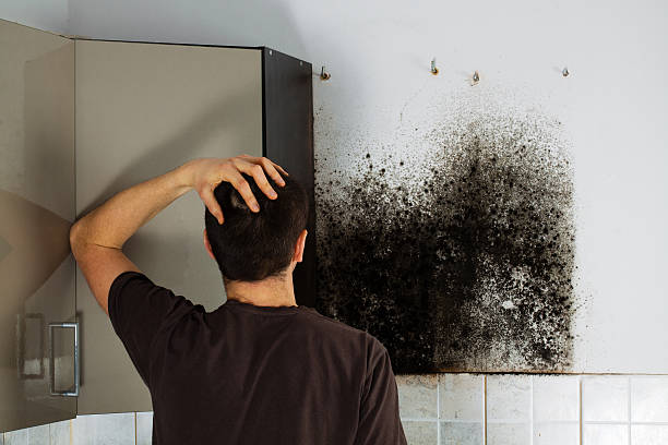 Best Mold Removal Company Near Me  in March Ar, CA